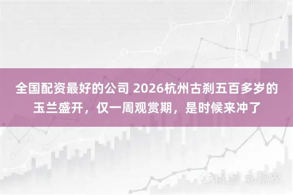 全国配资最好的公司 2026杭州古刹五百多岁的玉兰盛开，仅一周观赏期，是时候来冲了