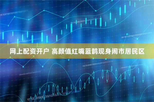 网上配资开户 高颜值红嘴蓝鹊现身闹市居民区